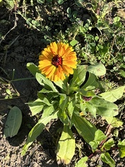 Calendula officinalis — photo 3