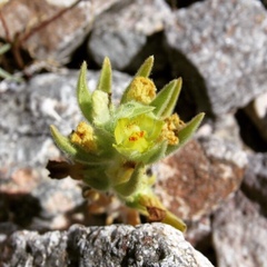 Mohavea breviflora