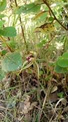 Caladenia corynephora
