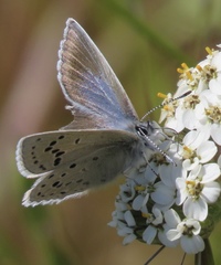 Icaricia icarioides missionensis