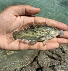 Lineblotch Wrasse photo 1