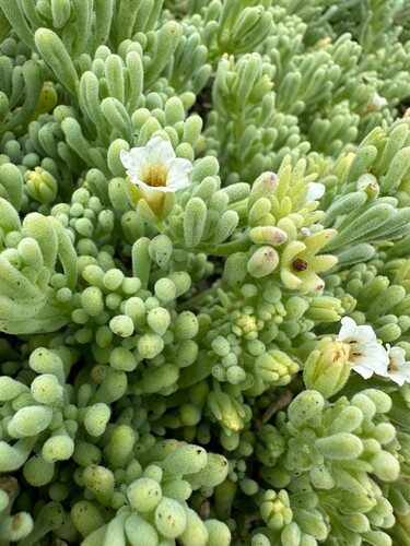 Nolana crassulifolia, photograph 6
