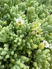 Nolana crassulifolia, photograph Jorge Herreros de Lartundo, CC BY, iNaturalist via GBIF