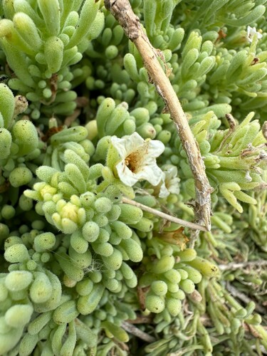 Nolana crassulifolia, photograph 5