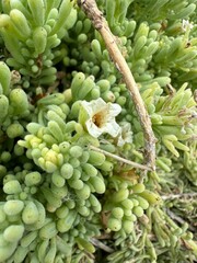 Nolana crassulifolia, photograph Jorge Herreros de Lartundo, CC BY, iNaturalist via GBIF