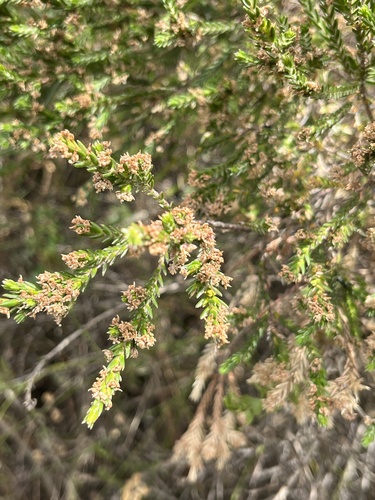 Marsh Gonna (Passerina paludosa)