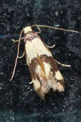 Opogona comptella