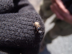 Melinopterus sphacelatus