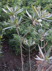 Nerium oleander