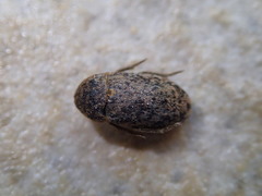 Dermestes mustelinus