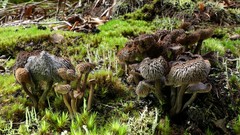 Auriscalpium umbella
