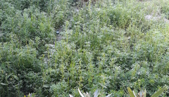 Melilotus