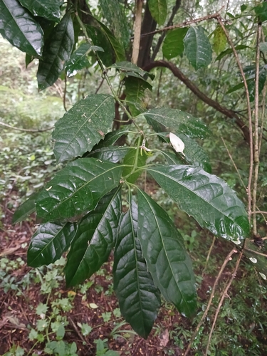 Image of Xymalos monospora by (c) Ferncliffe forest wilding, some rights reserved (CC BY)