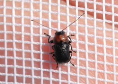 Pachybrachis hybridus