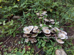 Agaricales