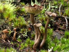 Auriscalpium umbella