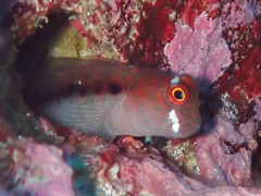 Barred Blenny photo 2