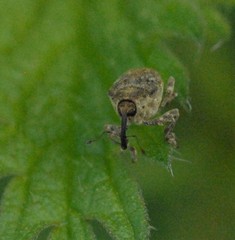 Parethelcus pollinarius