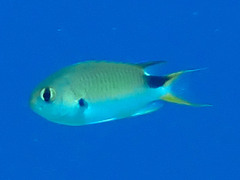 Slender Reef-Damsel photo 4