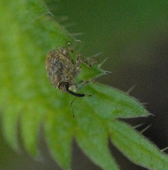 Parethelcus pollinarius