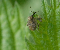 Parethelcus pollinarius