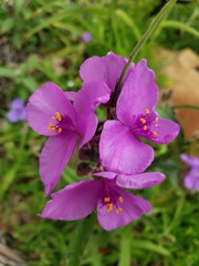Tradescantia gigantea