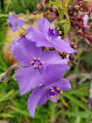 Tradescantia gigantea