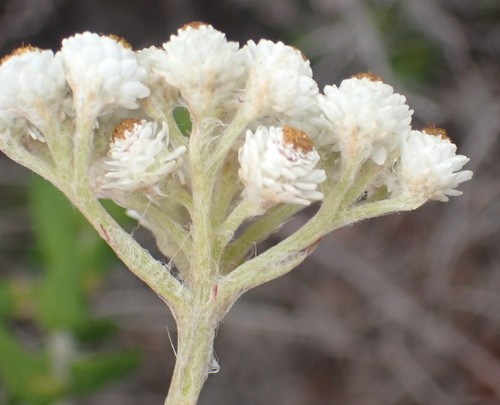 Image of Helichrysum felinum by (c) Nicola van Berkel, some rights reserved (CC BY-SA)