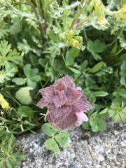 Lamium purpureum purpureum