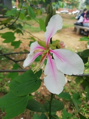 Bauhinia picta
