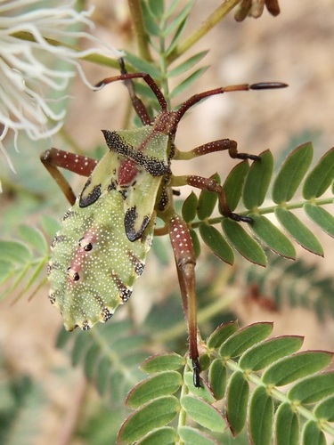 Mozena buenoi