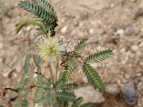 Image of Desmanthus cooleyi by (c) Sue Carnahan, some rights reserved (CC BY)