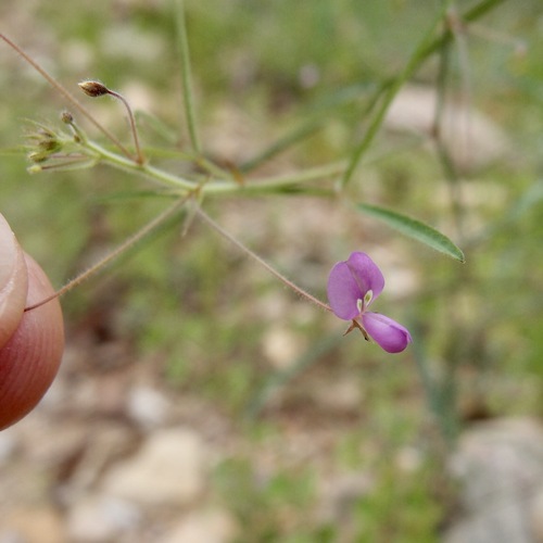 Image of Desmodium rosei by (c) Sue Carnahan, some rights reserved (CC BY)