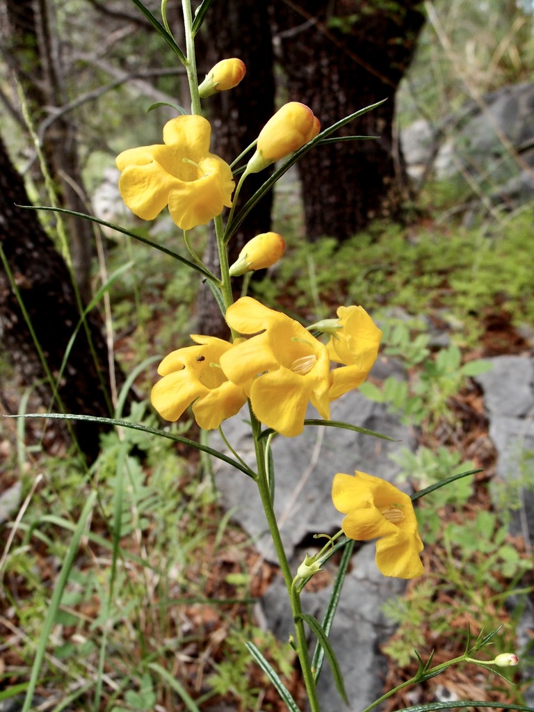 Arizona desert foxglove (Brachystigma wrightii)