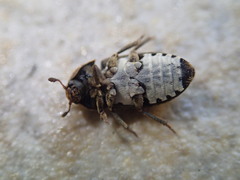 Dermestes mustelinus