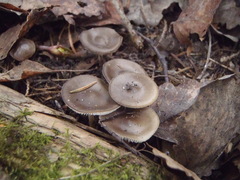 Strobilurus esculentus