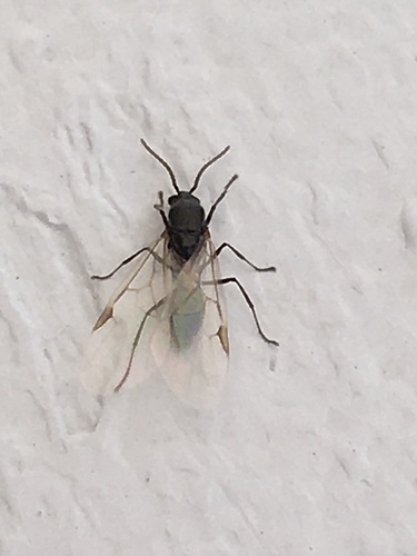 Black Cocktail Ant photo 5