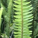 Weedy Sword Fern - Photo (c) David Hoare, some rights reserved (CC BY-NC), uploaded by David Hoare