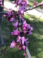 Cercis occidentalis