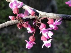 Cercis occidentalis