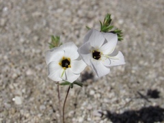 Leptosiphon chrysanthus decorus