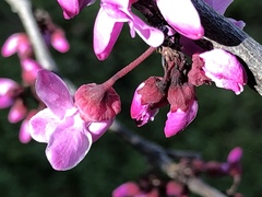 Cercis occidentalis