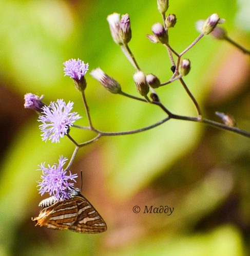 Common Silverline