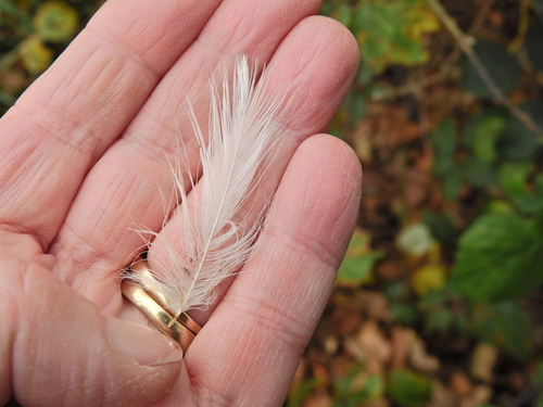 Plume de Aigrette garzette
