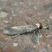 Metatinea immaculatella - Photo (c) iwo2022, some rights reserved (CC BY-NC), uploaded by iwo2022