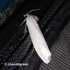 Scirpophaga praelata