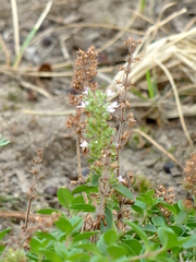 Thymus serpyllum chamaedrys