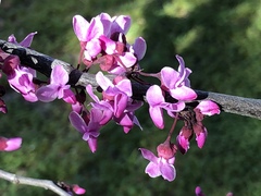 Cercis occidentalis