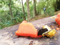 Gymnetis holosericea