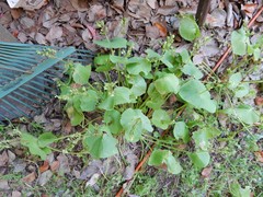 Claytonia perfoliata